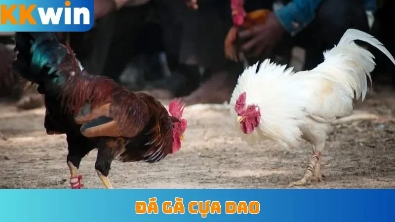 Đá gà cựa dao