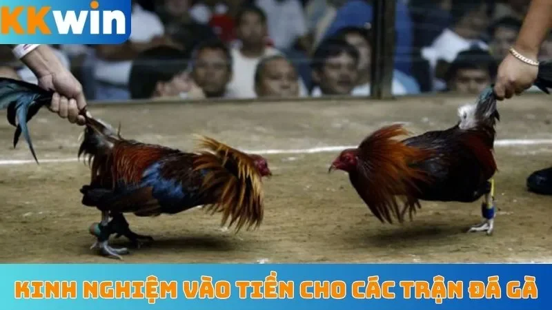 Kinh nghiệm vào tiền cho các trận đá gà